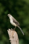 Mockingbird;Nest;Nesting;Northern-Mockingbird;One;Photography;Southwest-USA;Texa